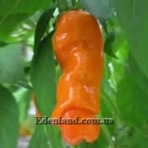 Изображение Перец Old Man 