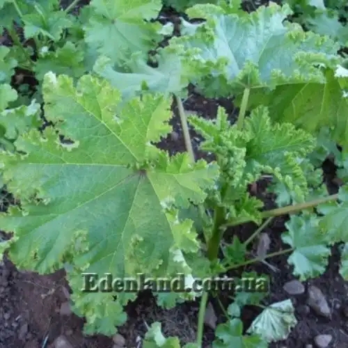 Изображение Мальва кудрявая - Malva crispa 