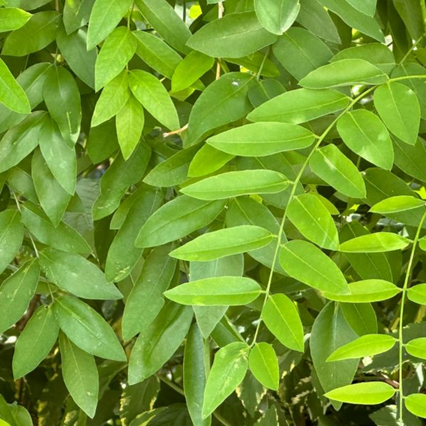 Изображение Стифнолобиум японский  - Styphnolobium japonicum