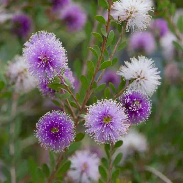 Зображення Мелалеука острівна - Melaleuca nesophila
