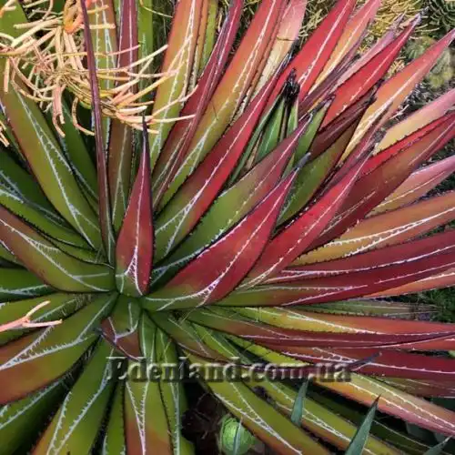 Изображение Агава отпечатанная - Agave impressa