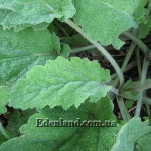 Зображення Шавлія мускатна - Salvia sclarea