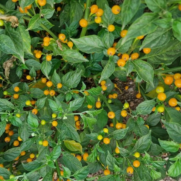 Зображення Перець Аджі Чарапіта жовтий  - Aji Charapita Yellow