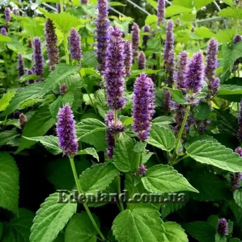 Изображение Агастахис морщинистый  - Agastache rugosa