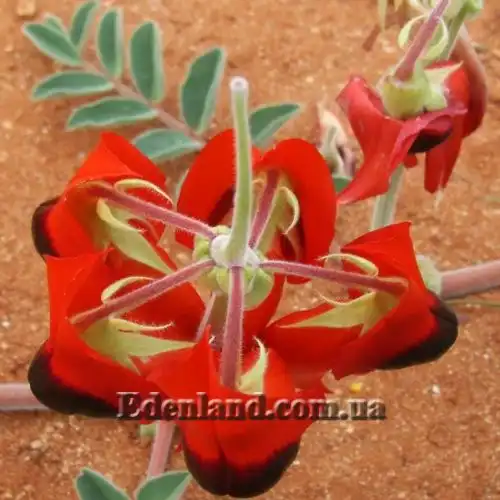 Изображение соцветие (вид сверху)