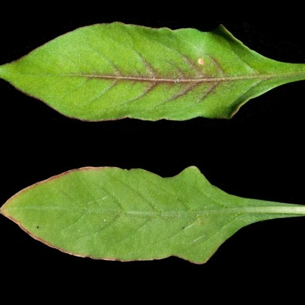Изображение Оксигонум Штульмана  - Oxygonum stuhlmannii