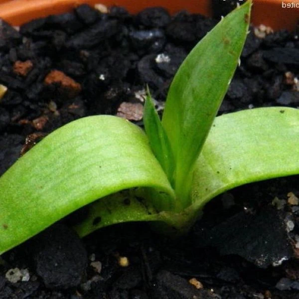 Зображення сіянець