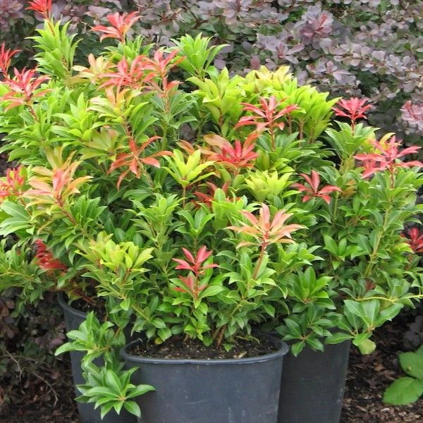 Изображение Пиерис японский   - Pieris japonica