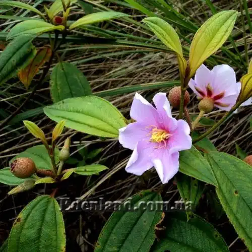 Изображение Меластома малабарская - Melastoma malabathricum