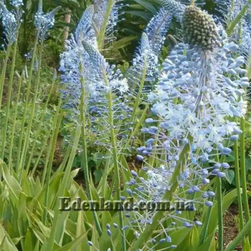 Зображення Мервілла свинцева - Merwilla plumbea