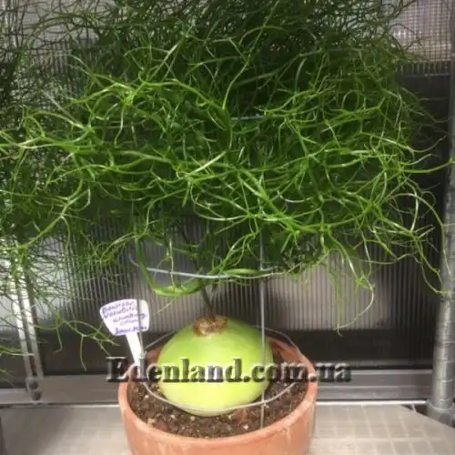 Изображение Бовиэя (Бовея) вьющаяся - Bowiea volubilis