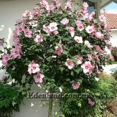Изображение Гибискус сирийский (цвет - смесь) - Hibiscus syriacus