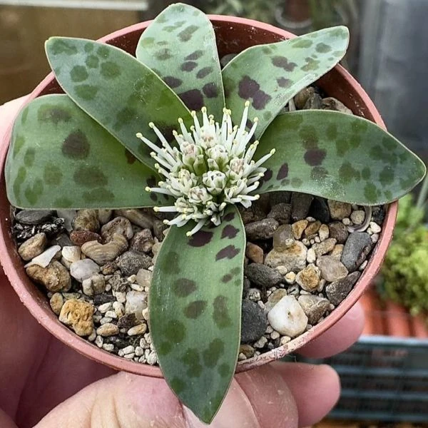 Изображение растение в горшке