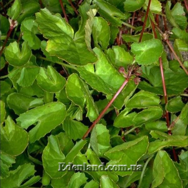 Зображення дорослі рослини