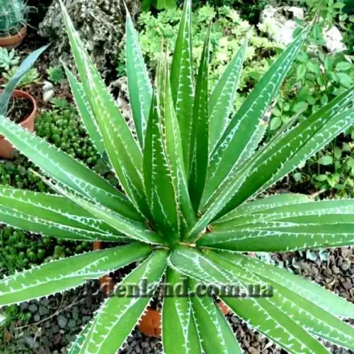 Изображение Агава отпечатанная - Agave impressa 