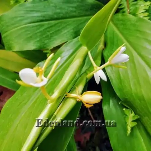 Изображение Гедихиум Хорсфильда - Hedychium horsfieldii