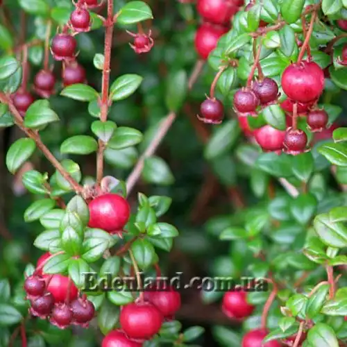 Изображение Угни Молины - Ugni molinae