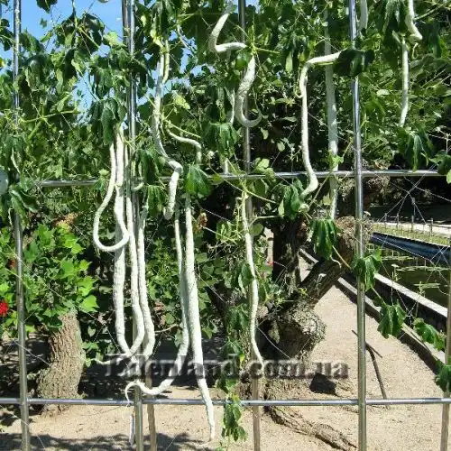 Изображение Трихозант, змеевидный огурец - Trichosanthes cucumerina