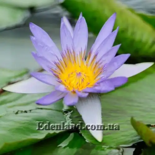 Зображення Німфея (Латаття) Нухалі - Nymphaea nouchali