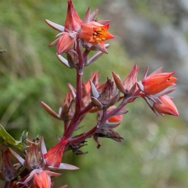 Зображення Ечеверія жорсткувата - Echeveria subrigida 