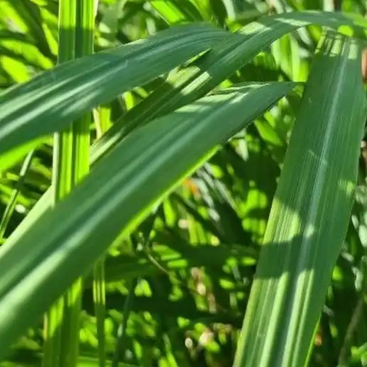 Изображение Цимбопогон Нард   - Cymbopogon Nardus 