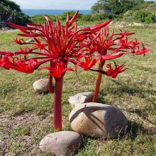 Изображение Брунсвигия восточная - Brunsvigia orientalis  