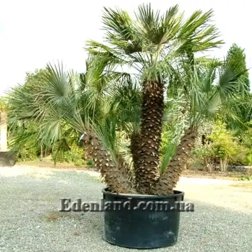 Изображение пальма в контейнере