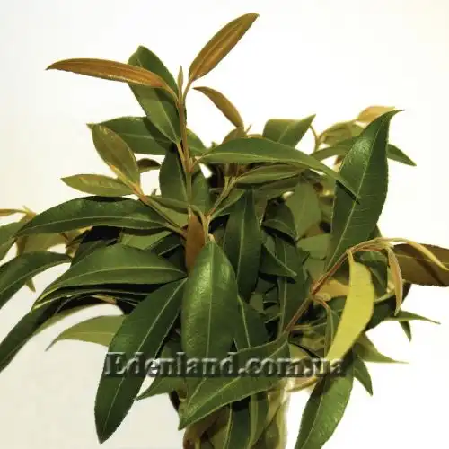 Изображение Бакхузия лимонная - Backhousia citriodora 