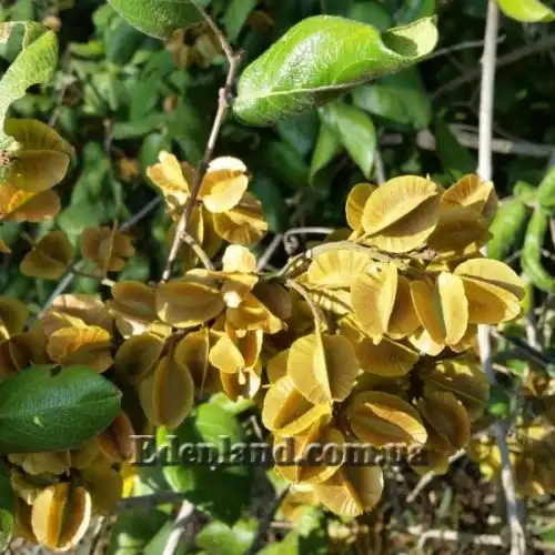 Изображение Комбретум краснолистный - Combretum erythrophyllum 