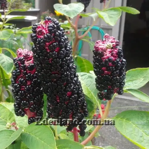 Изображение созревающие плоды