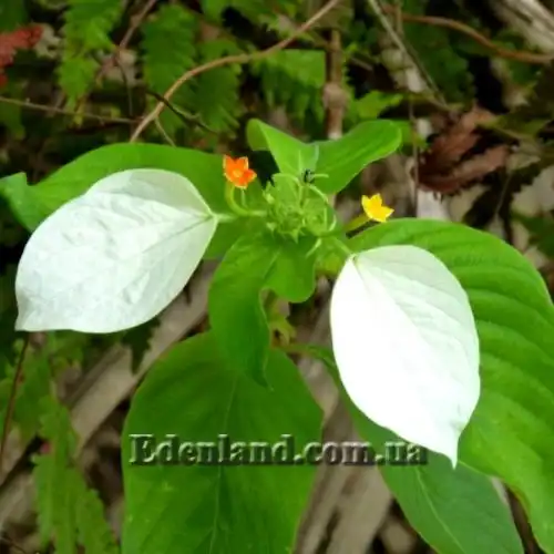 Зображення Мусенда Сандера - Mussaenda sanderiana 