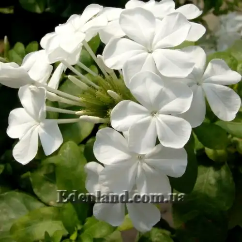 Изображение Плюмбаго ушковидное (белое) - Plumbago auriculata (alba)