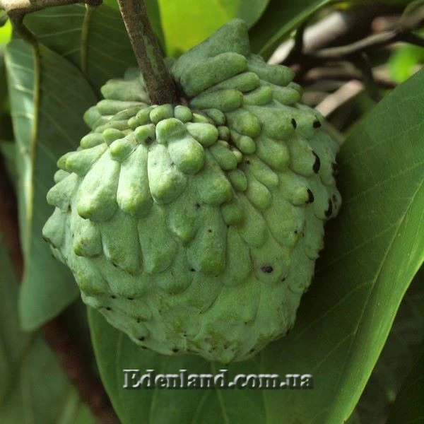 Изображение плод