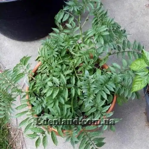 Изображение Паслен карипенс,  Тзимбало - Solanum caripense 