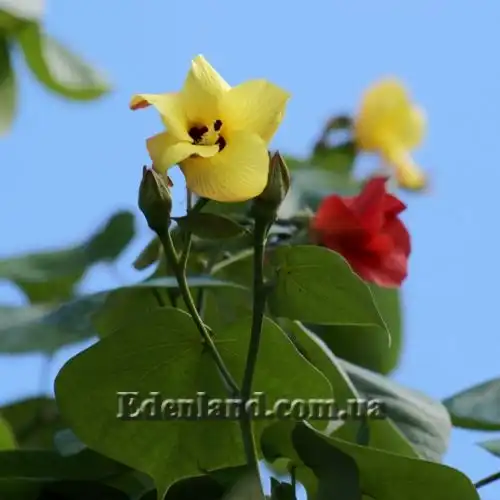 Зображення цвітіння