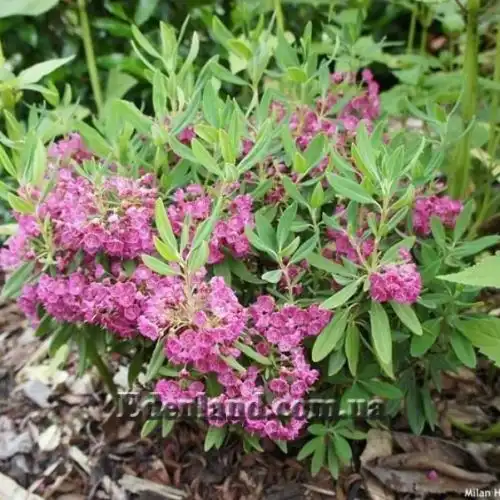Зображення Кальмія вузьколиста - Kalmia angustifolia