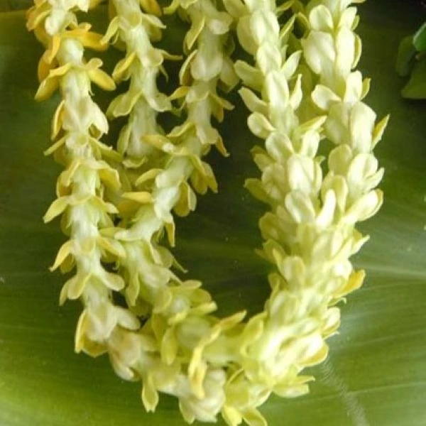 Изображение гавайские леи