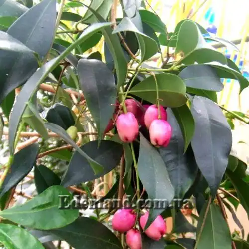 Изображение созревающие плоды