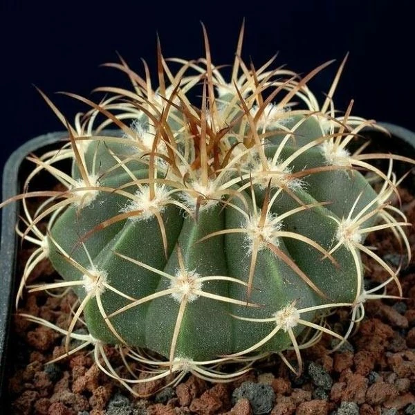 Изображение Мелокактус Нери  - Melocactus neryi