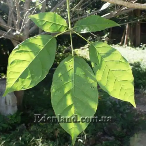 Изображение Табебуя золотистоцветковая - Tabebuia chrysantha