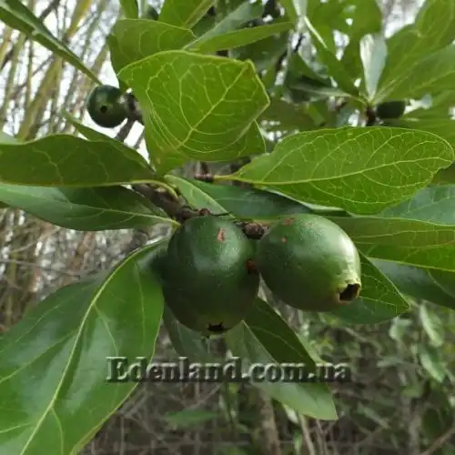 Зображення Тамілнадія болотна - Tamilnadia uliginosa