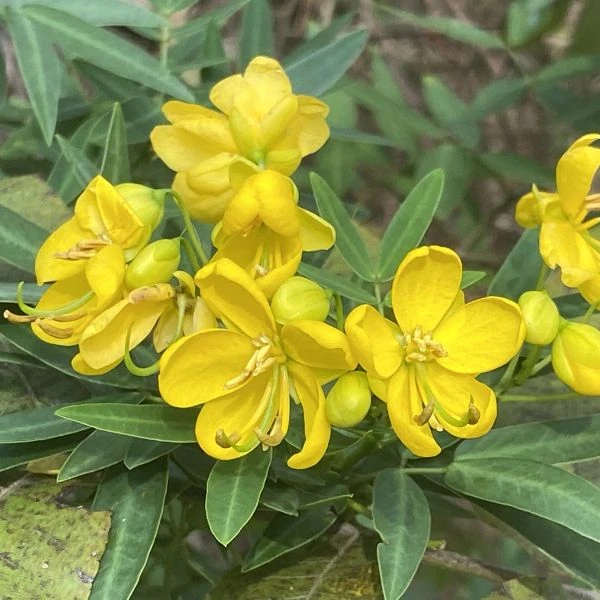 Изображение Сенна щитковидная - Senna corymbosa 