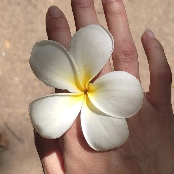 Изображение Плюмерия тупая  - Plumeria obtusa