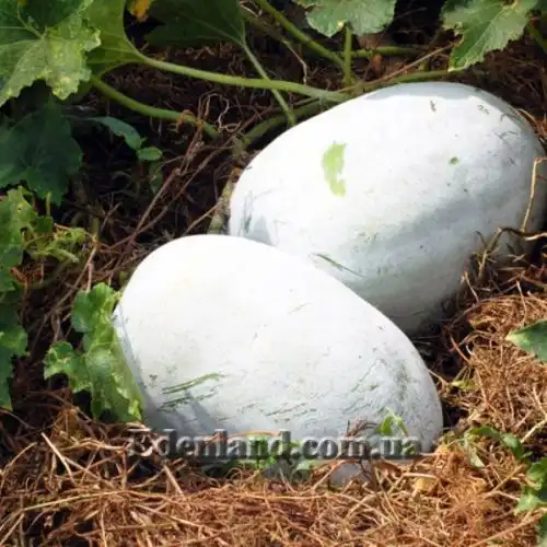 Изображение Бенинказа щетинистая  - Benincasa hispida