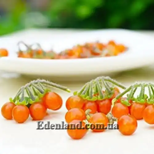 Изображение Паслен черный Отриколи - Solanum nigrum Otricoli