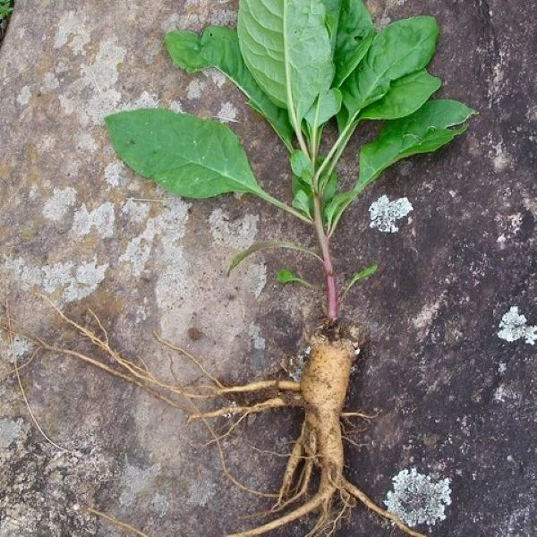 Изображение Фитолакка американская  - Phytolacca americana