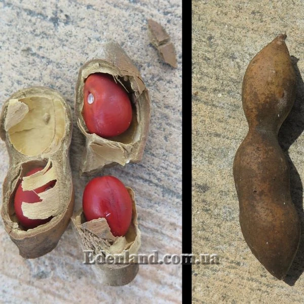 Зображення плід та насіння