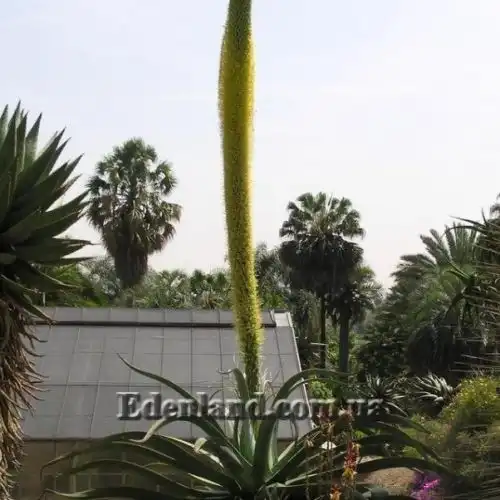 Изображение Агава Вильморена - Agave vilmoriniana