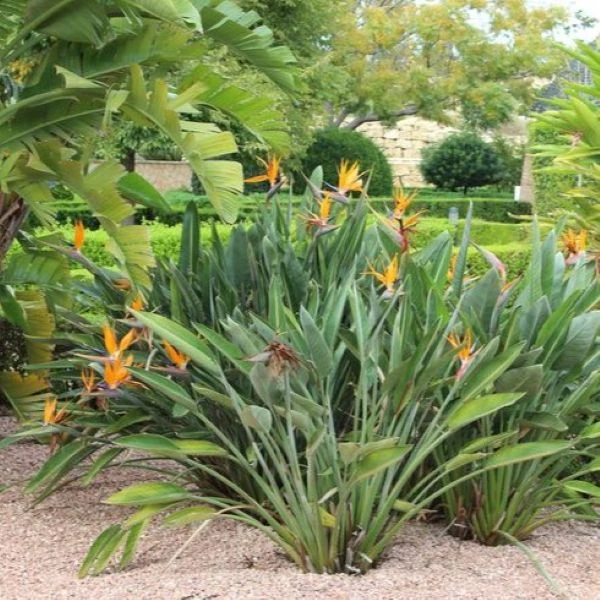 Зображення рослини у парку