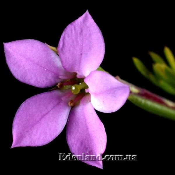 Изображение Колеонема хорошенькая  - Coleonema pulchellum